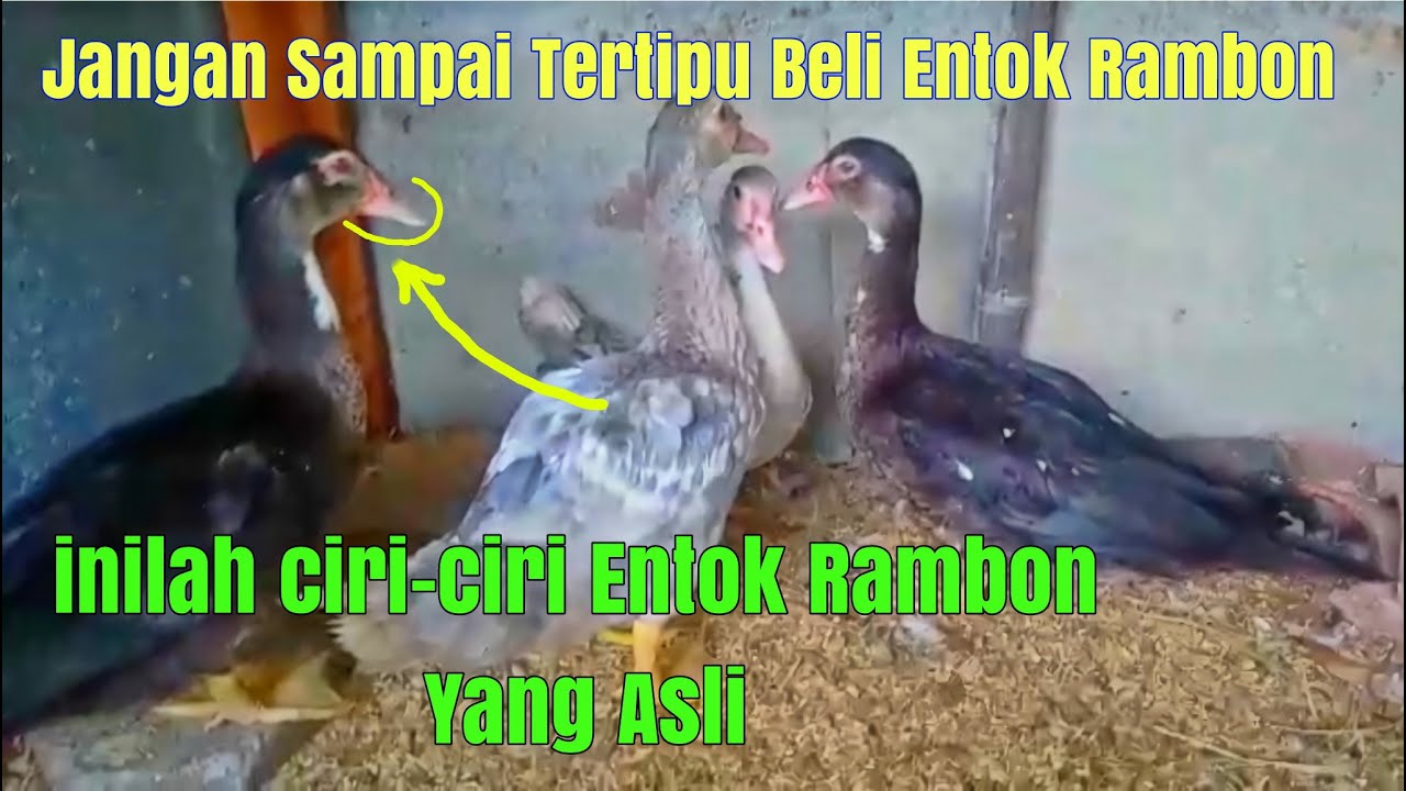 Ciri Ciri Entok Rambon Yang Asli | Jgn Sampai Tertipu Membeli Entok Rambon