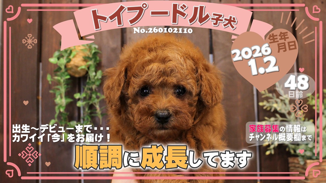 トイプードル子犬｜2026.1.2生（48日齢）①｜レッドフォーン｜女の子｜滋賀県