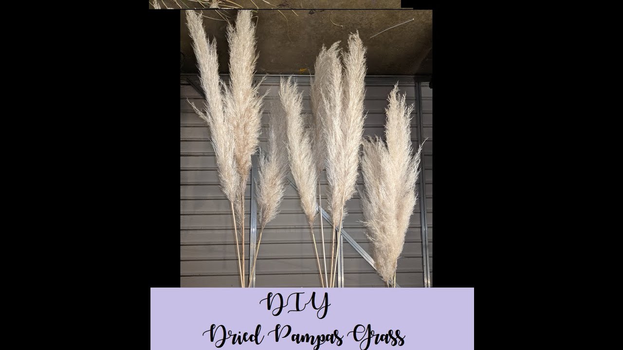 DIY DRIED Pampas Grass for Wedding