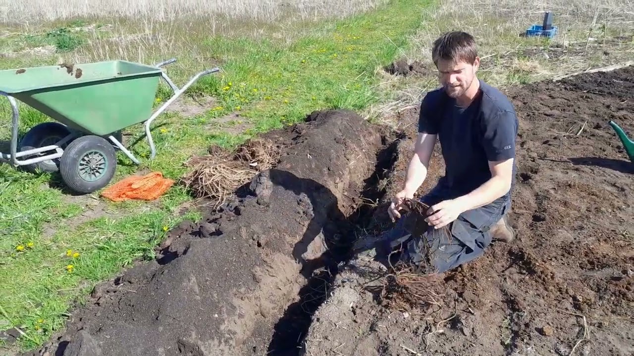 Asperges planten uitleg