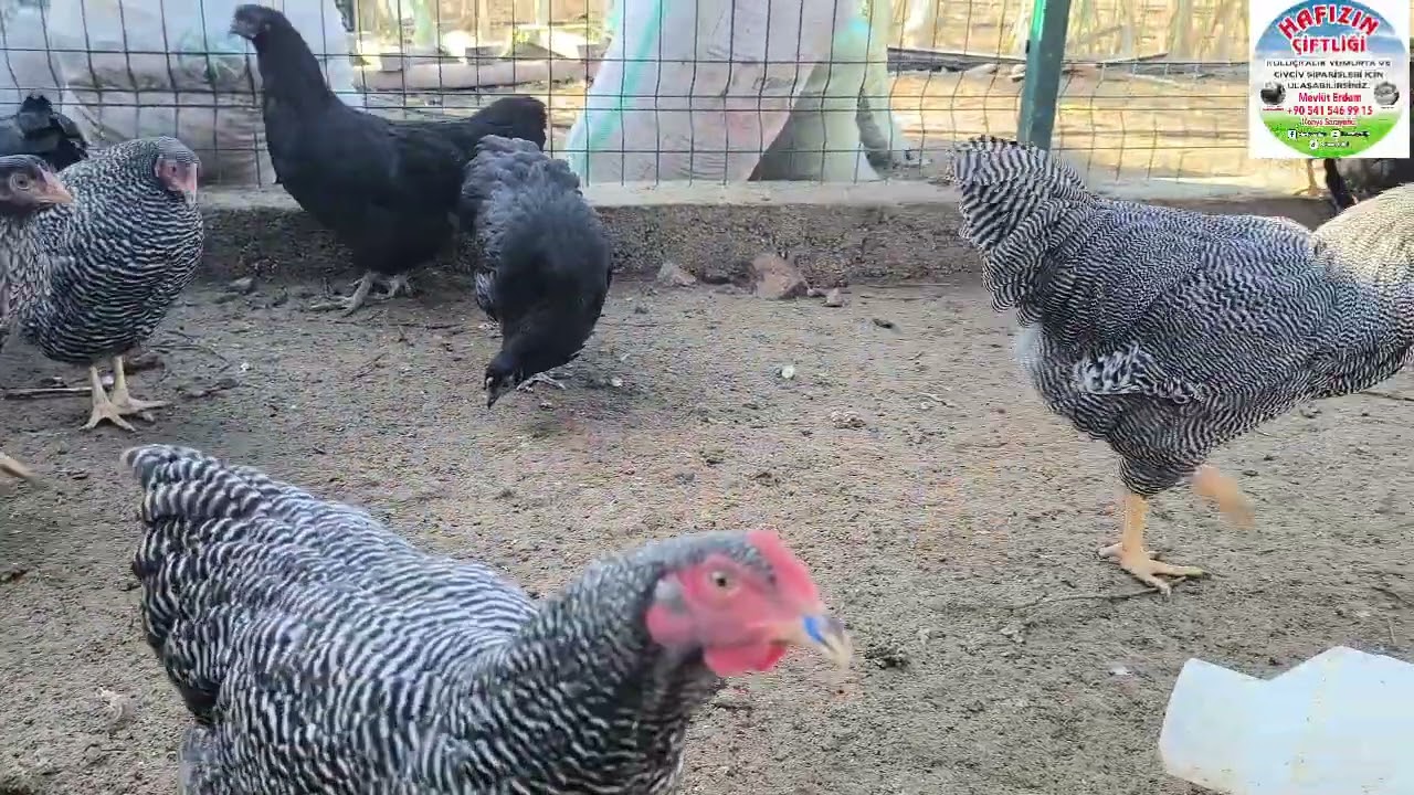 AUSTROLORP YARKALARIMIZIN GELİŞİMİ -/- ÇİFTLİKTE SON DURUM YOK BÖYLE AUSTROLORP MAŞALLAH 