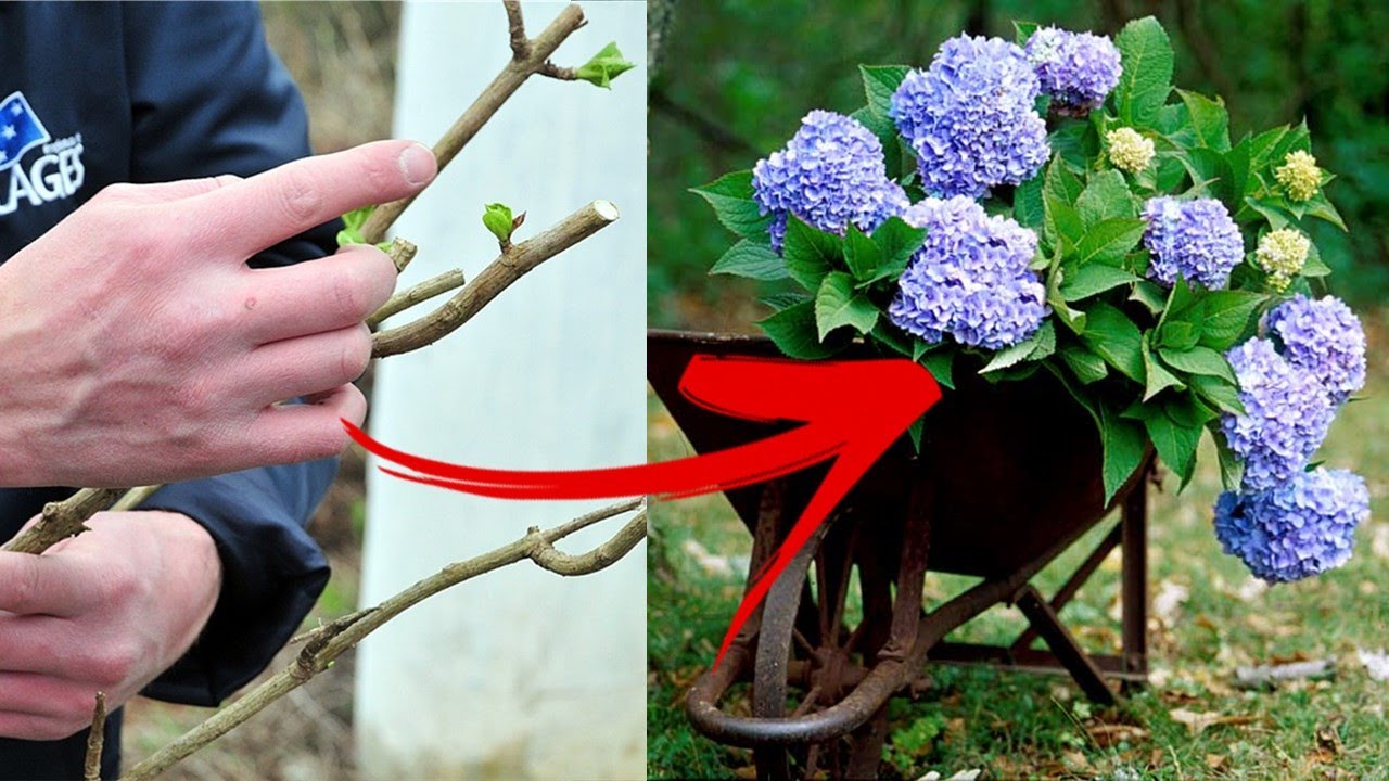 🔴 VEJA COMO FAZER MUDAS DE HORTÊNSIA 🌳 REPRODUÇÃO DE PLANTAS - COMO PLANTAR E CUIDAR DA PLANTA