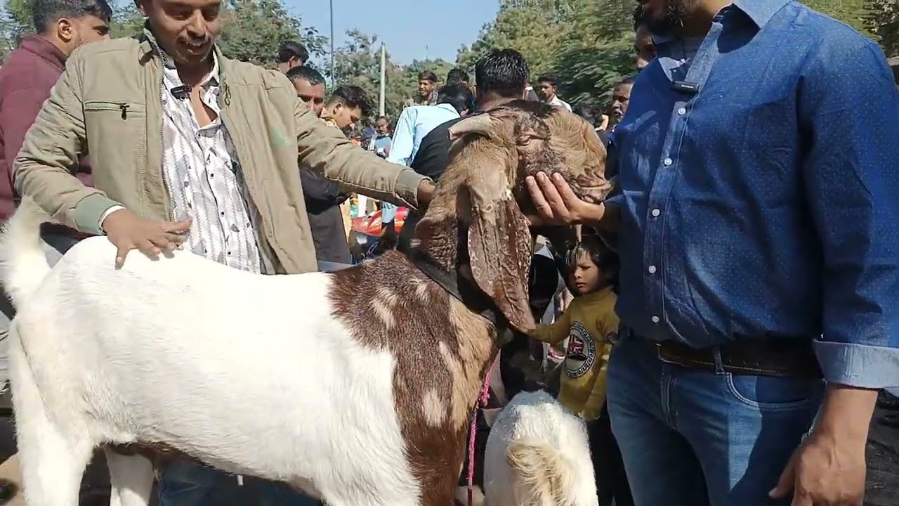 Riverfront Bakra Mandi on Sunday 15 December 2024