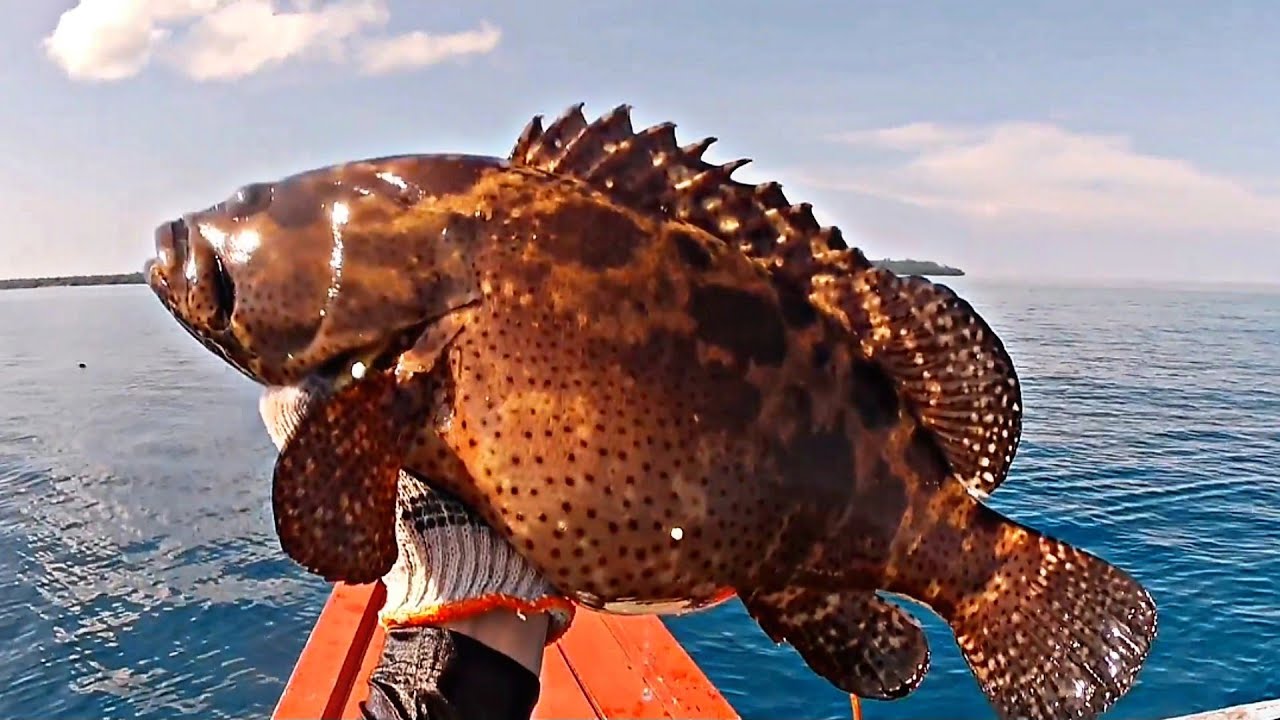 SPEARFISHING IKAN KERAPU TIGER DAN SUNU STRIKE BANYAK JENIS IKAN
