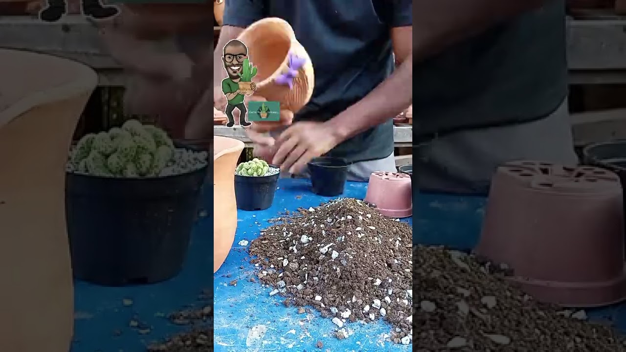 Como plantar cactos