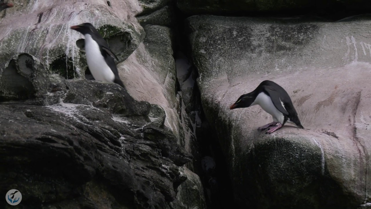 Rockhopper Penguins literally hop up rocky cliffs -- See how amazing they are!