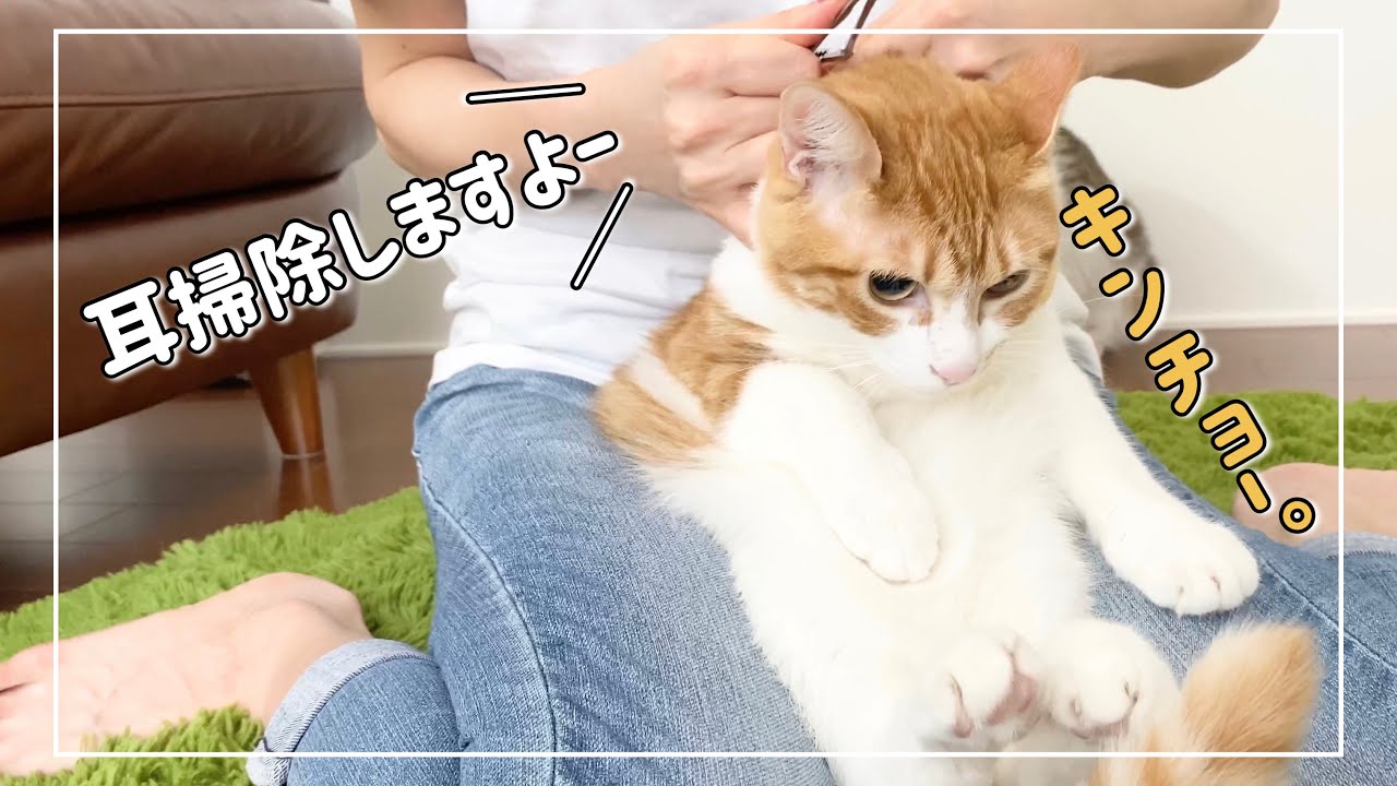 初めて挑戦！お耳のメンテで茶白猫君が意外な反応でした【4K猫動画】