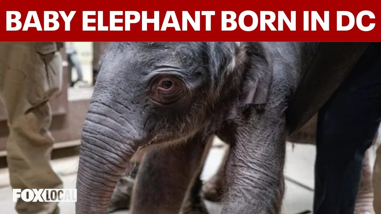 Asian elephant calf born at National Zoo for first time in nearly 25 years