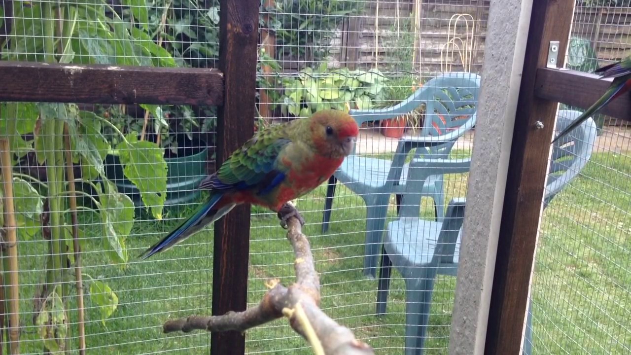 Western Rosella on branch