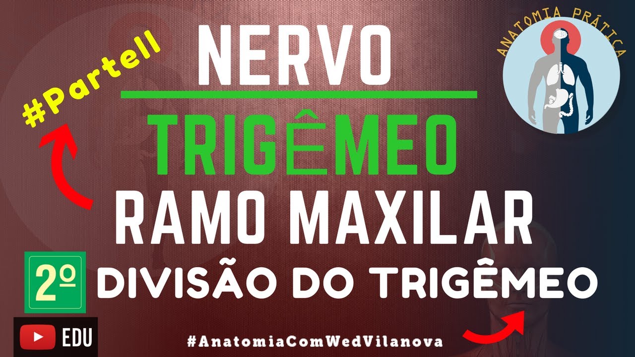 Nervo Trigêmeo RAMO MAXILAR❗ Quais São❗❓ Descubra Aqui! [Anatomia Prática]