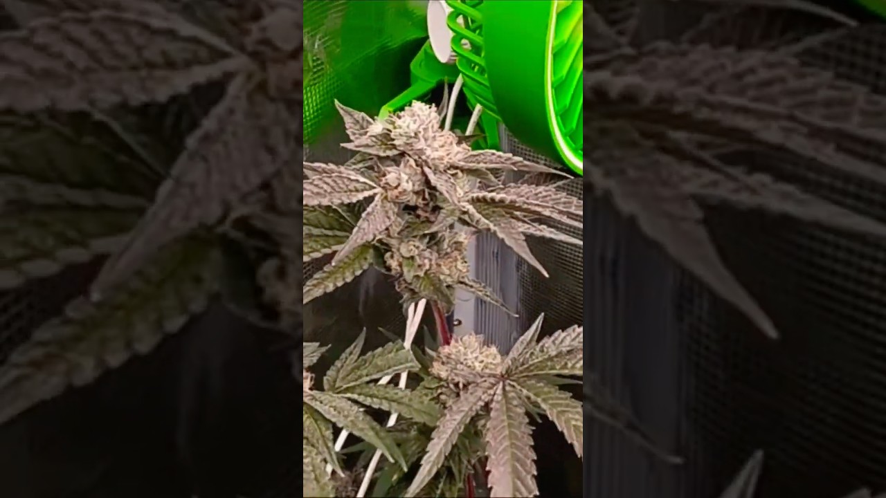 ARCHIVE SEED BANK!! (GAS TAX 2 PHENOs)