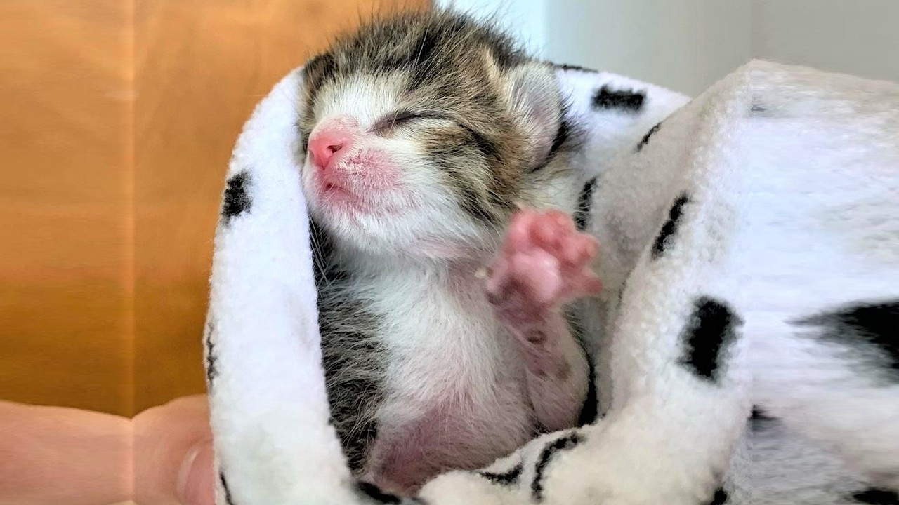 Just a few days old and all alone, this kitten's life hung by a thread until a foster saved him.