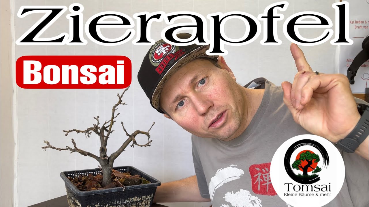 Zierapfel „Malus“ Umtopfen Bonsai 7/24
