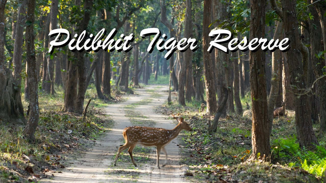 Pilibhit Tiger Reserve | Chuka Beach | Cinematic Travel Film | 4K