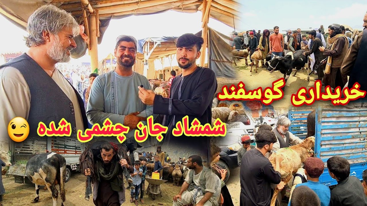 امروز رفتیم به خرید گوسفند در نقاش/وحید جان زیاد زله شد😜