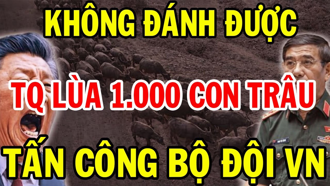 Bí Mật Ẩn Giấu: Đánh Không Lại Trung Quốc Lùa Đàn Trâu 1000 Con Tấn Công Bộ Đội VN Và Cái Kết...
