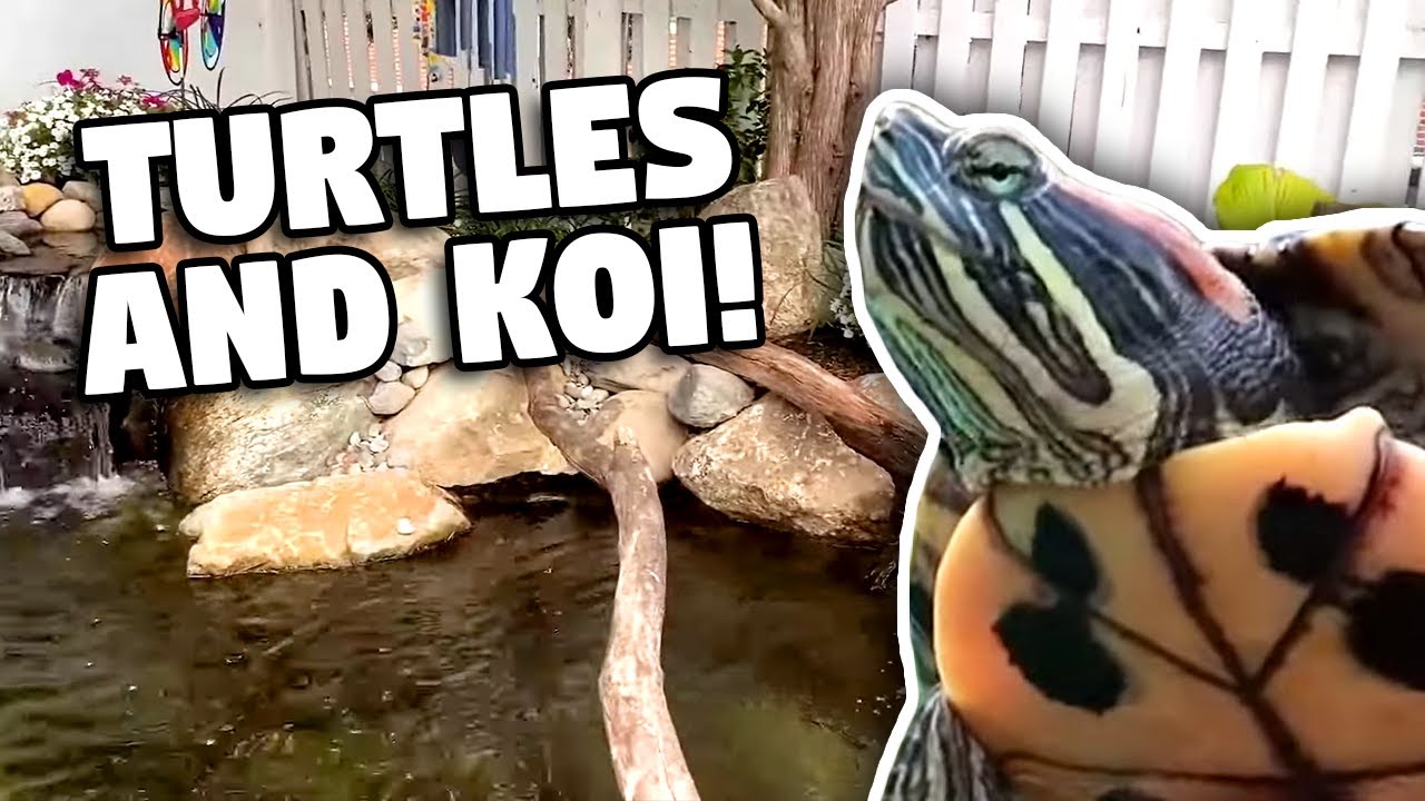 If You Love Someone, Give Them a *TURTLE POND*!