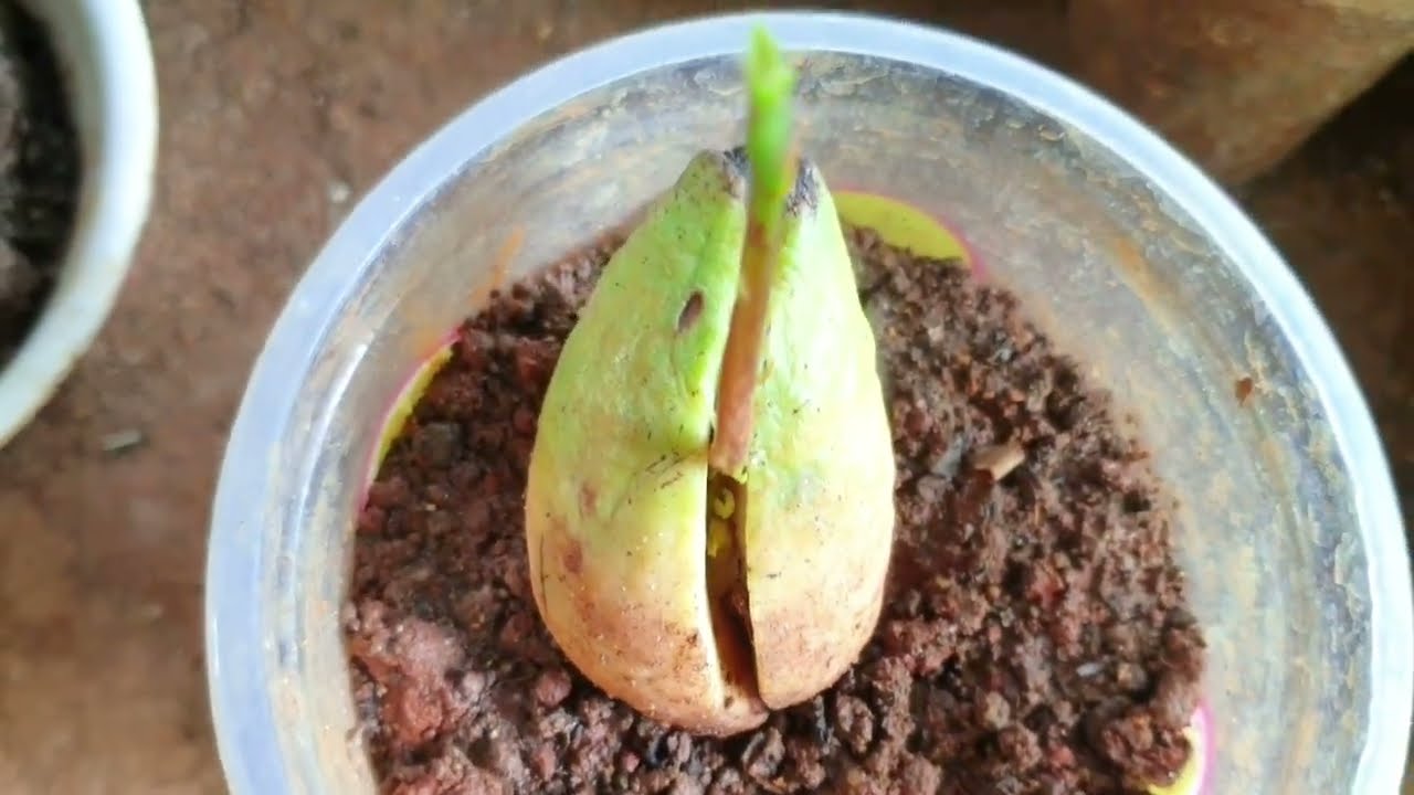 How to Grow AVOCADO Tree you can propagate any plant at home very simply#gardening#aloevera#aloevera