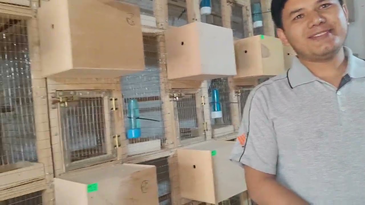 Риштонда экзотик қушлар фермаси🙏 яхшигина даромат топиб, қушларни экспорт қилаётган укамиз..💪🙏🇺🇿