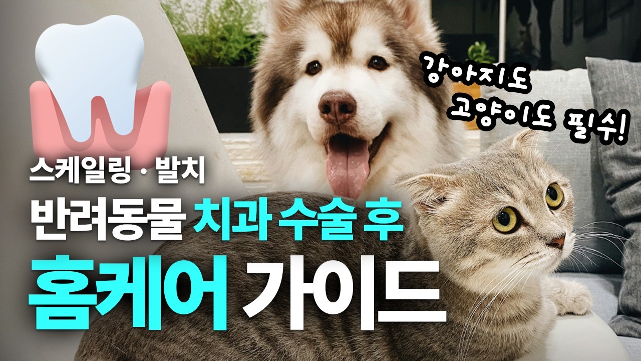 강아지, 고양이 스케일링 · 발치 치과 수술 후 홈케어 가이드