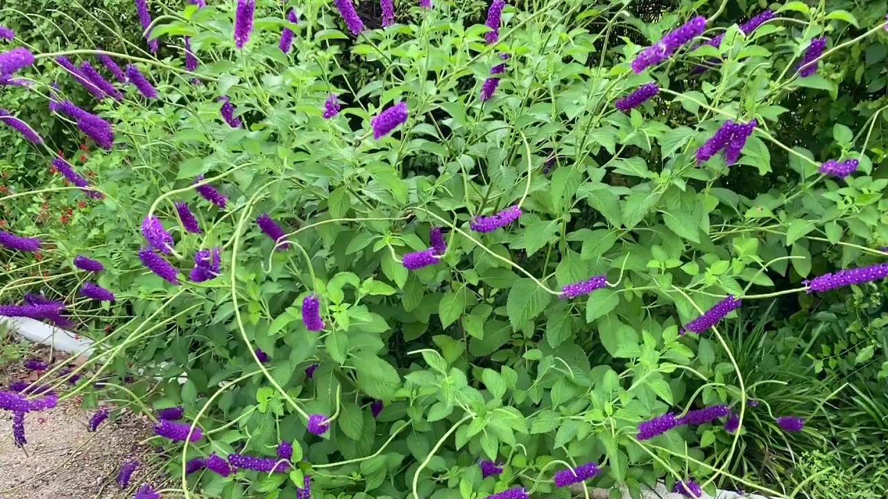 What's Blooming Wednesday: Porterweed