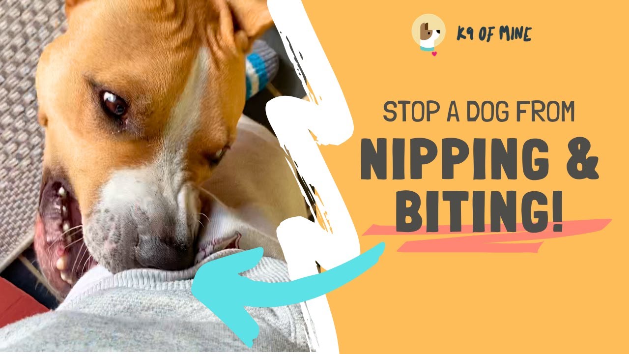 How to Stop a Dog From Nipping & Biting You!