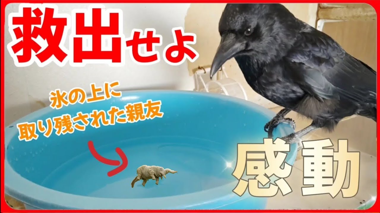 【その友情に全米が泣いた】氷に取り残された親友（トリケラのトプス）とカラスはどう救うのか？20260128、カラス＆四つ足クインテット（仮）