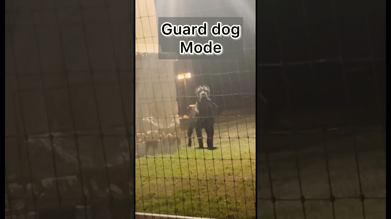 Cane Corso on guard protecting home at night 🛡️ #canecorso #protection