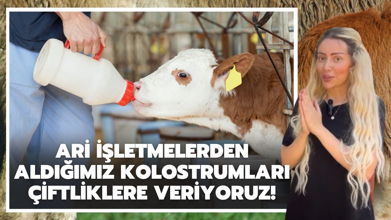 Ari İşletmelerden Aldığımız Kolostrumları Çiftliklere Veriyoruz!