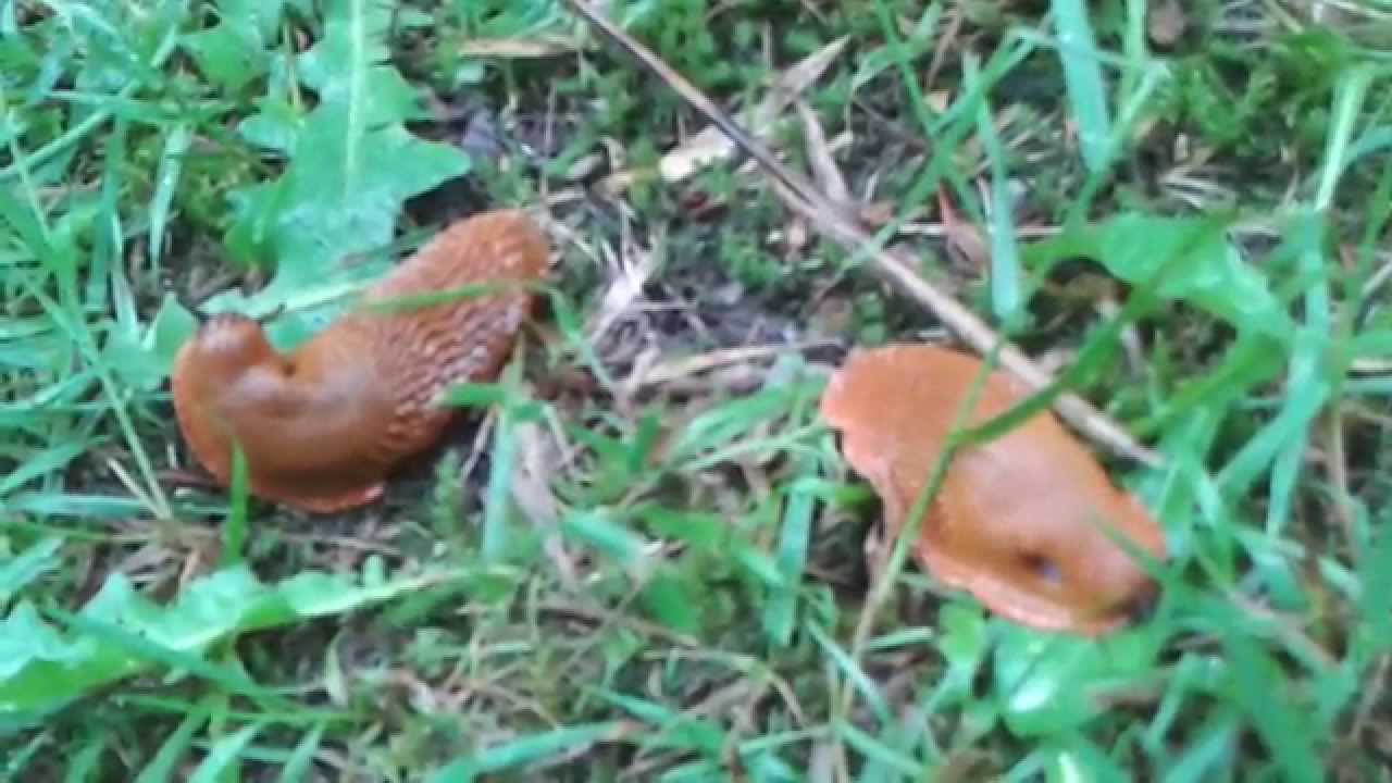 Pranzul la limacsi