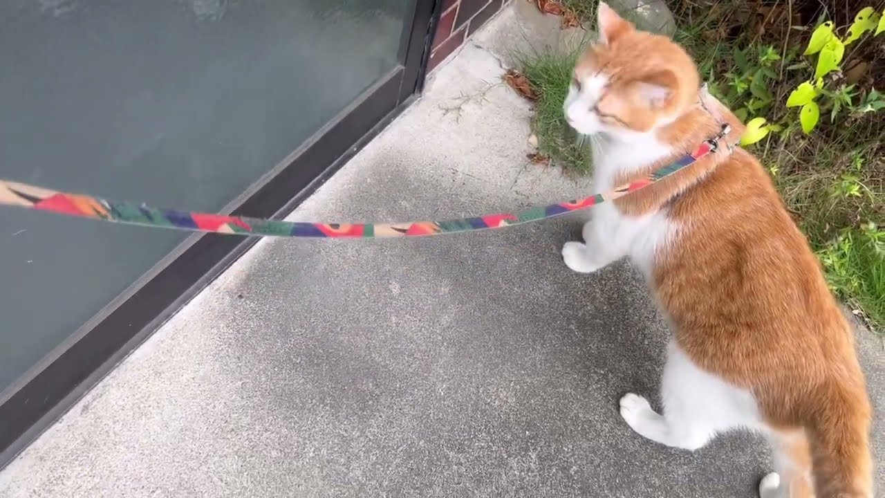 散歩が大好きなそば屋の猫、おおむらのペタ君です。　#ねこ  #ねこさんぽ  #cat  #ネコ  #リアル招き猫  #猫