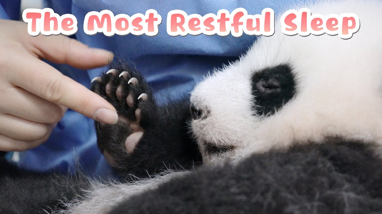 Baby Panda Enjoys The Most Restful Sleep In Nanny's Cuddle | iPanda