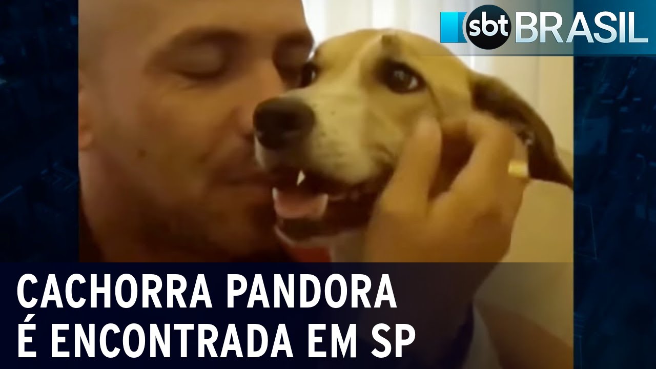 Cachorra Pandora é encontrada em Guarulhos (SP) | SBT Brasil (31/01/22)
