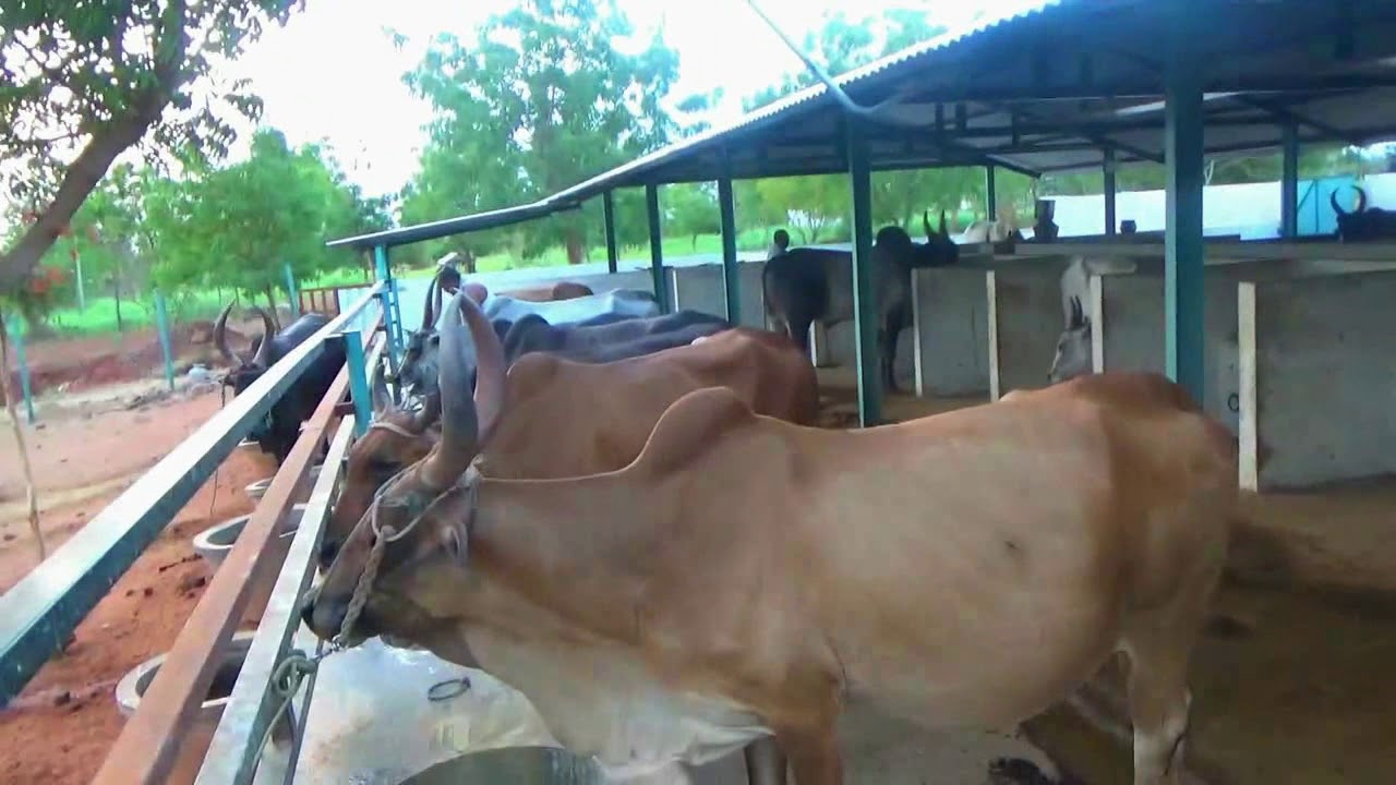 KANGAYAM SERIES: 27, The Very Beautiful Kangayam Cows Drink Water in the Village.