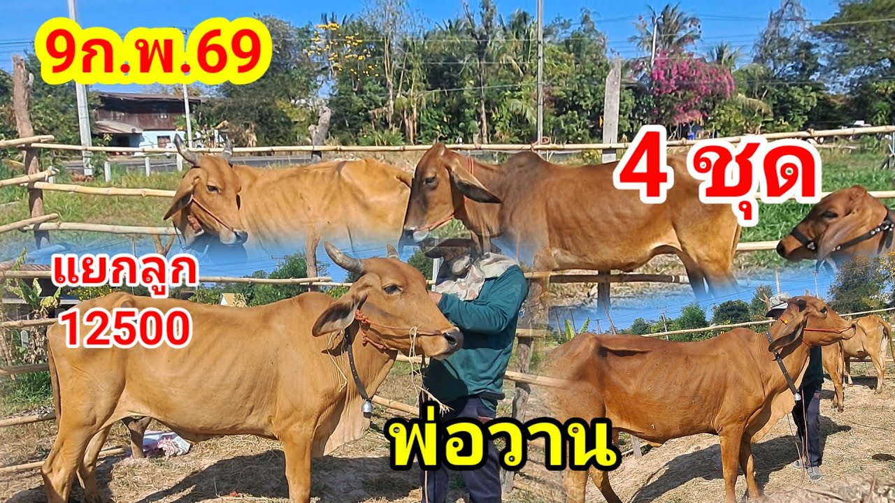 พ่อวาน 064-198-9226 บ.หนองแสง อ.ปทุมราชวงศา จ.อำนาจเจริญ/9ก.พ.69