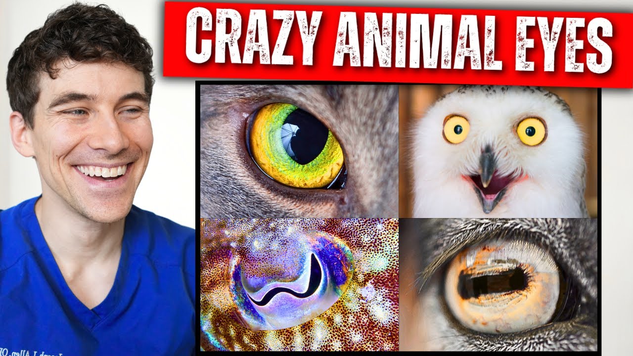 7 Animal Eyes That Will Blow Your Mind!