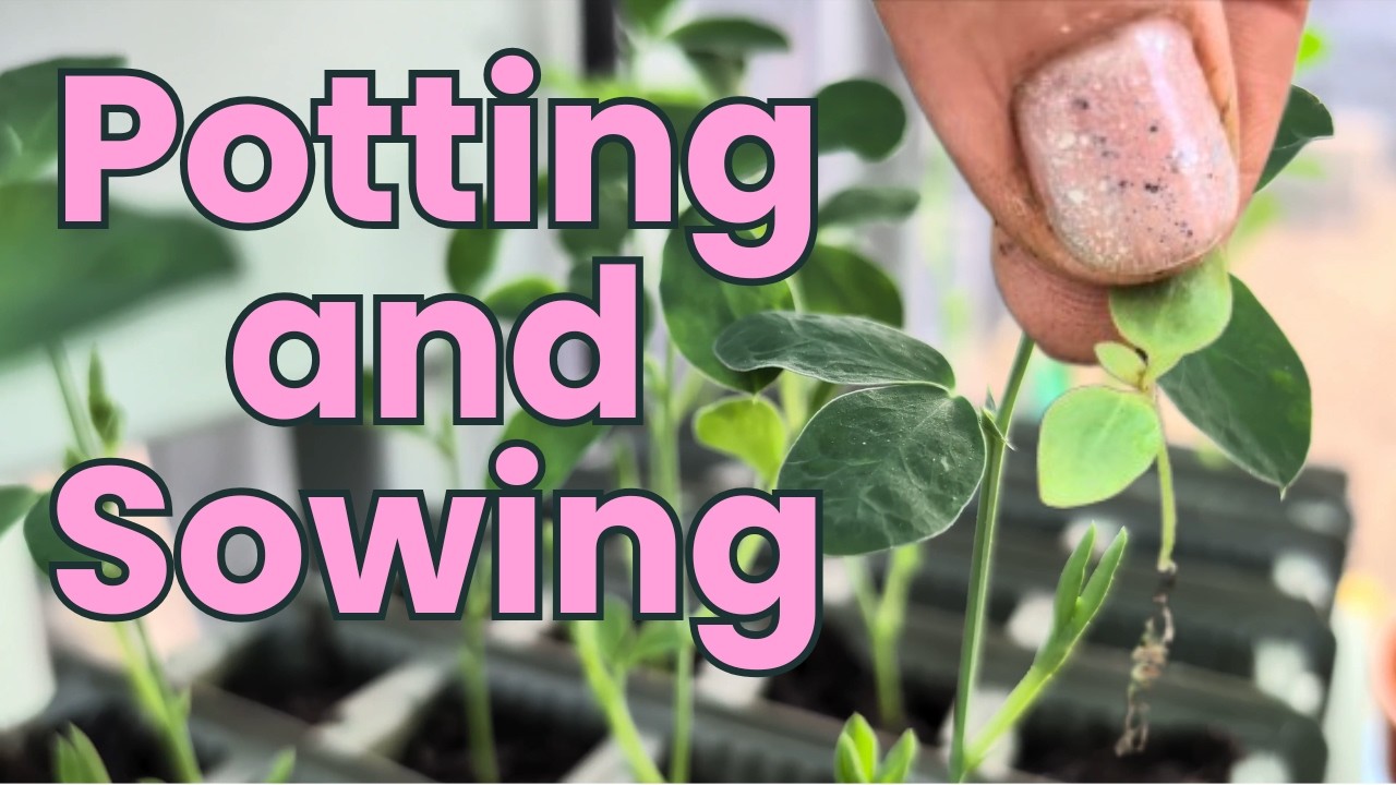 Potting Up & Sowing Seeds — Our Spring Garden Journey
