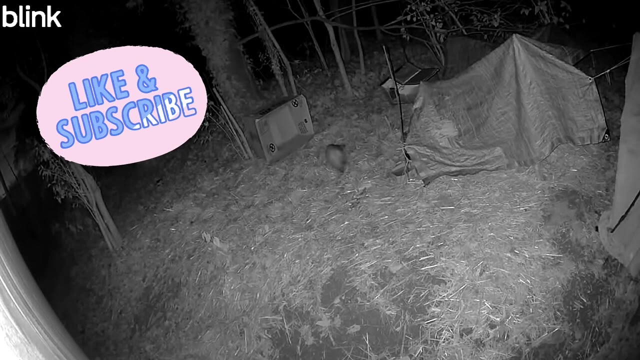 Is it opossum or possum? 