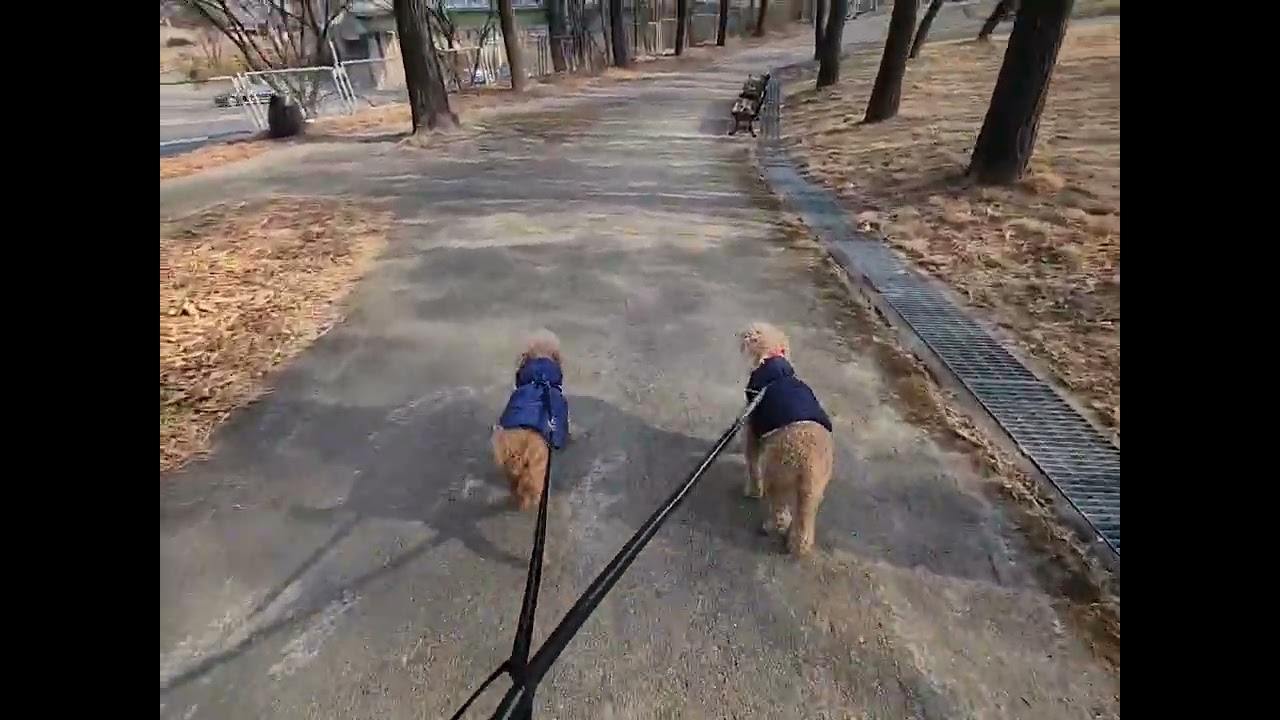 보리 가을 수현