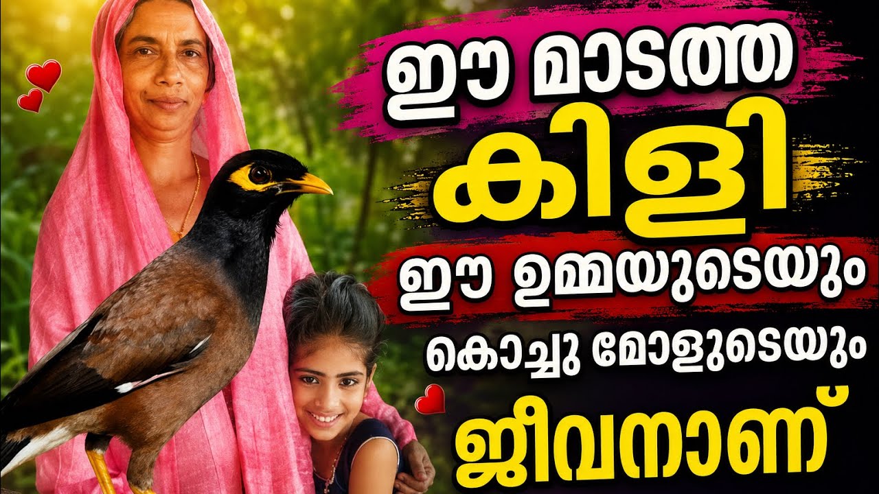 മാടത്ത കിളിയും ഉമ്മയും കൊച്ചു മോളുടെയും അടിപൊളി വിശേഷങ്ങൾ
