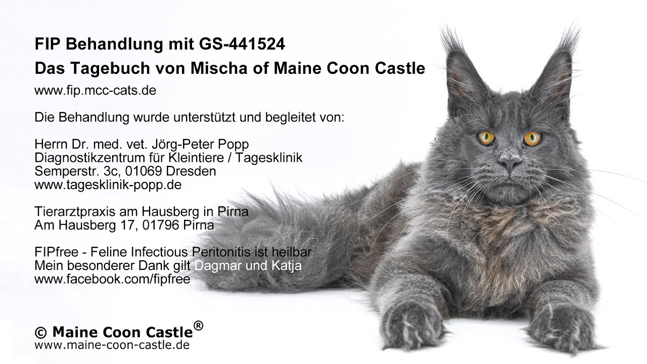 Corona-Virus bei Katzen. Feline Infectious Peritonitis (FIP) ist heilbar!