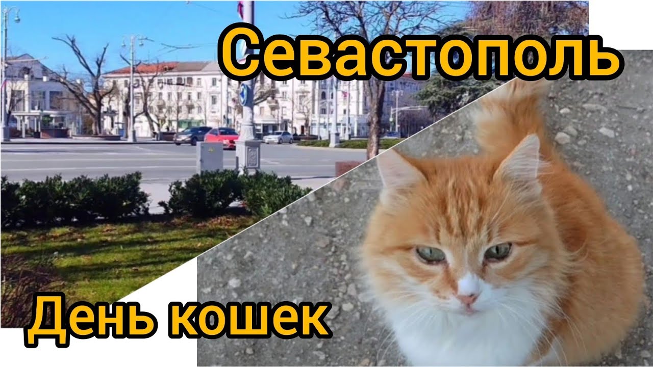 👉⚓🐱 Севастополь/Крым 2026.День кошек.1 марта