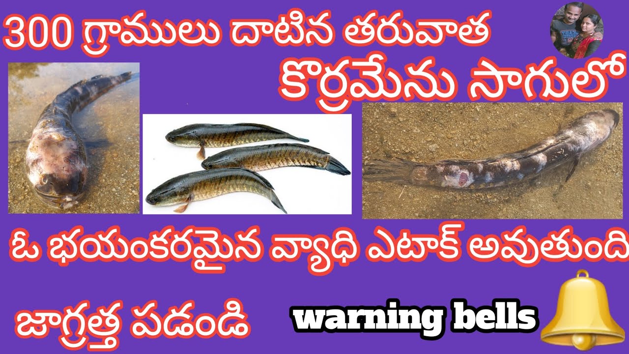 murrel (snakehead)fish  fungal desease details