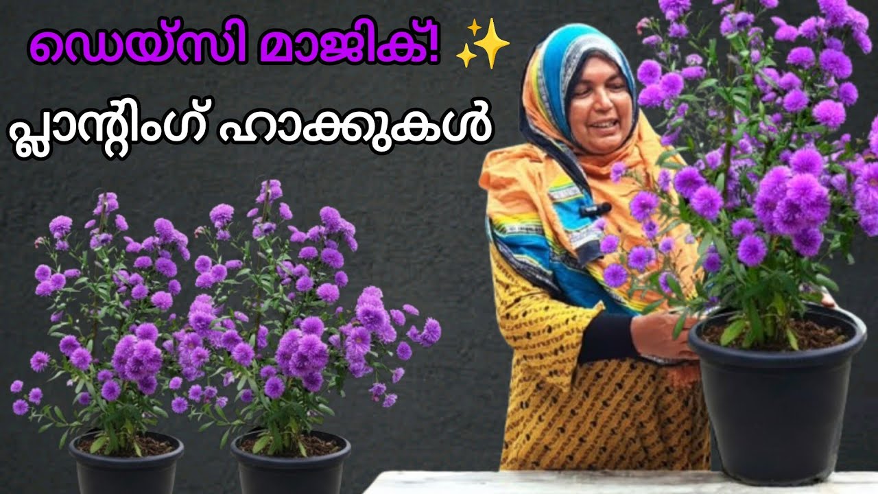 ഡെയ്‌സി മാജിക്! ✨ | ചട്ടിയിൽ പൂത്തുലയും 100% സക്സസ് ഡെയ്‌സി പ്ലാന്റിംഗ് ഹാക്കുകൾ