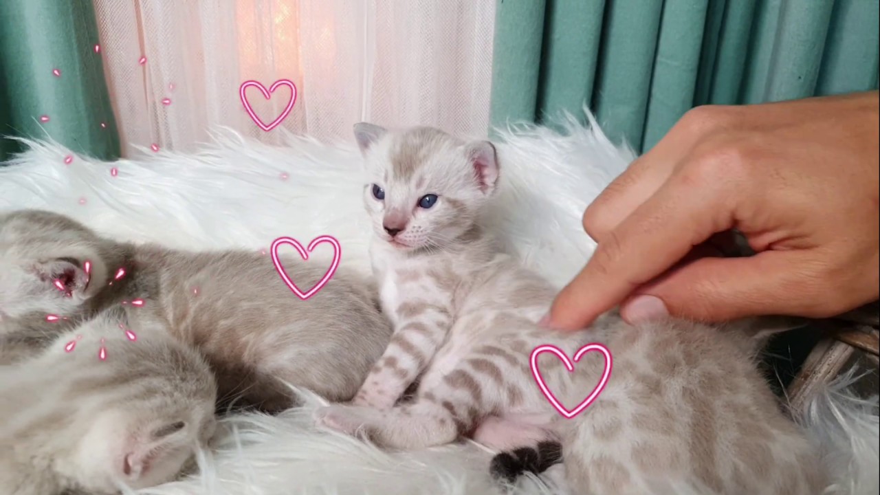 I curiosi momenti della vita di un cucciolo bengal snow lynx!