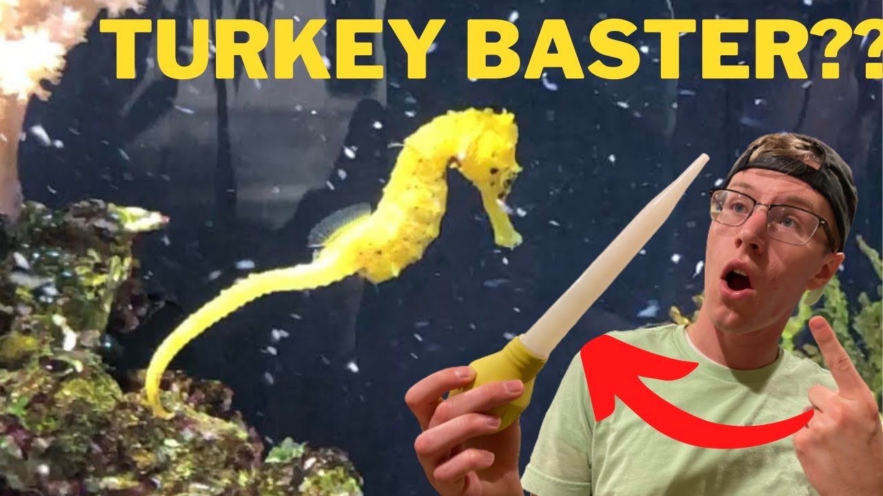 Seahorse Feeding! The trick to THE BEST WAY to Feed Seahorses!