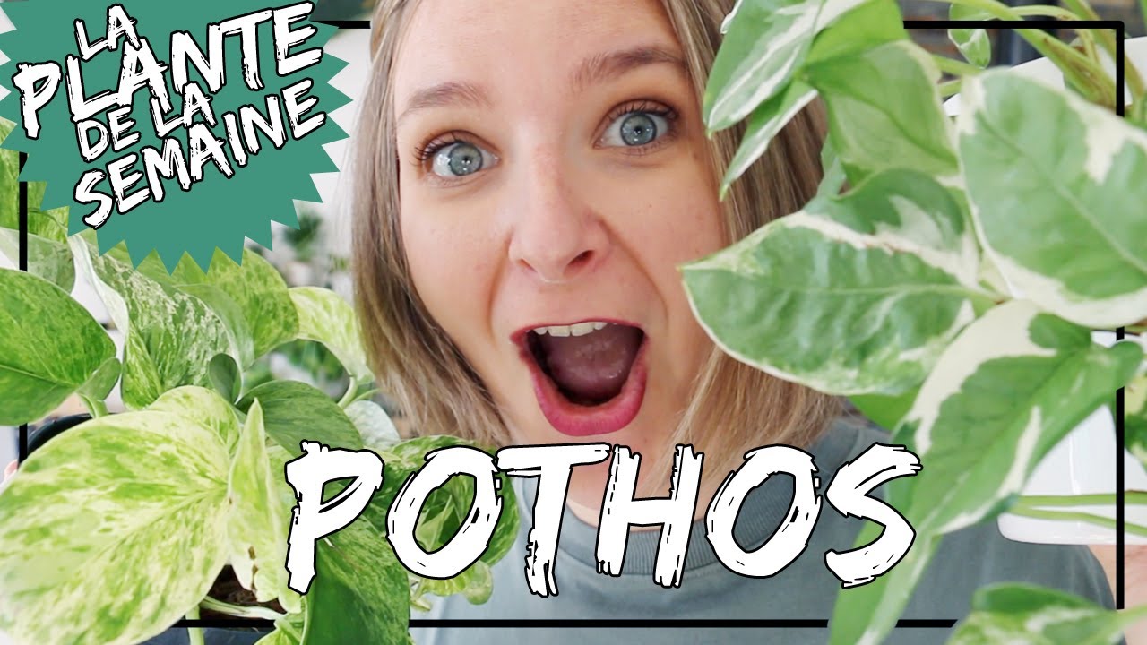 🌿 Le Pothos (epipremnum) : conseils d'entretien, arrosage, luminosité... 