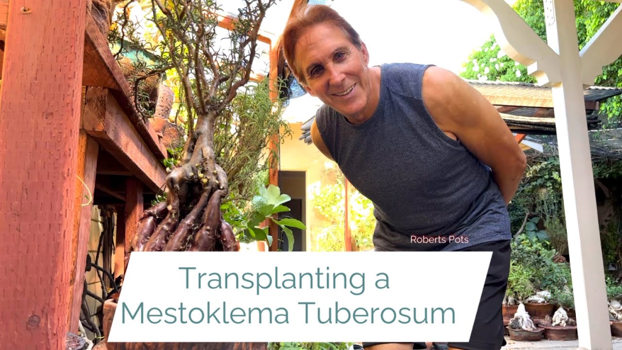 Transplanting a Mestoklema Tuberosum, #howto transplant a Caudiciform #succulent #gardening #plants