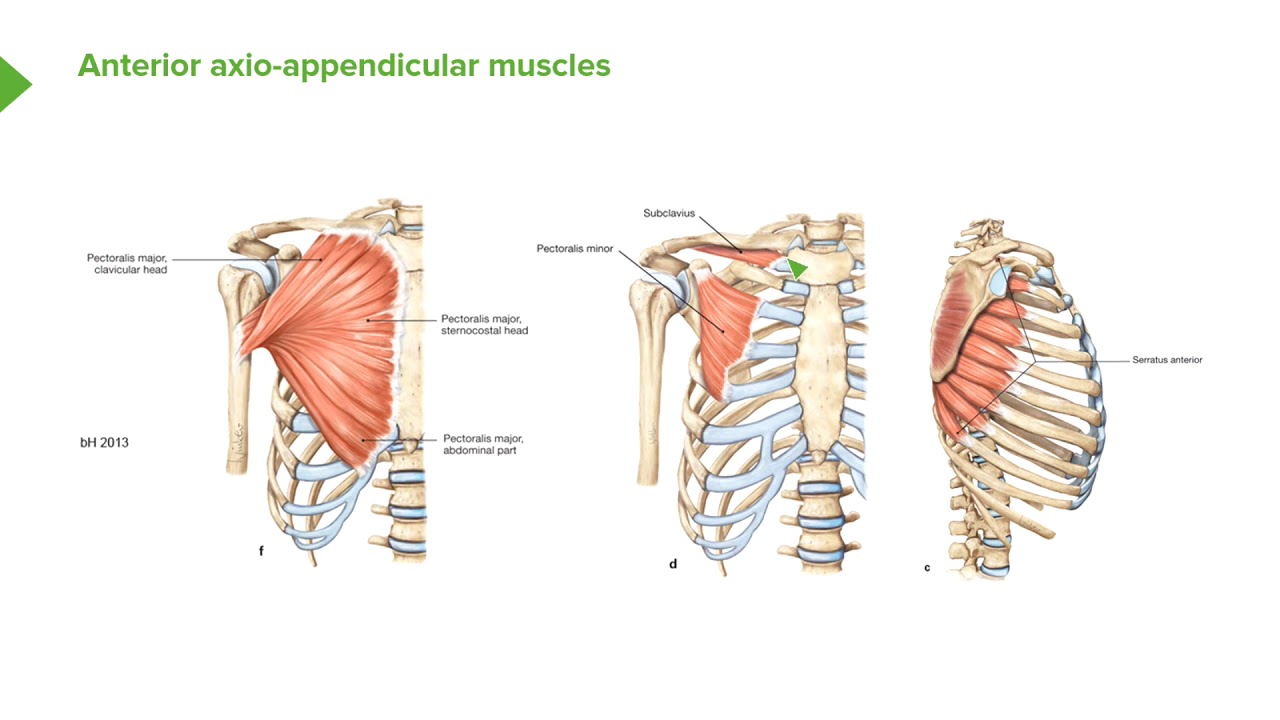 Anterior Axioappendicular Muscles – Anatomy of the Shoulder