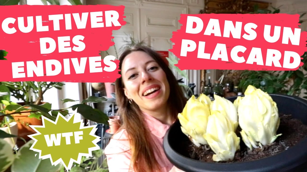 JE FAIS POUSSER DES ENDIVES DANS MON PLACARD !!